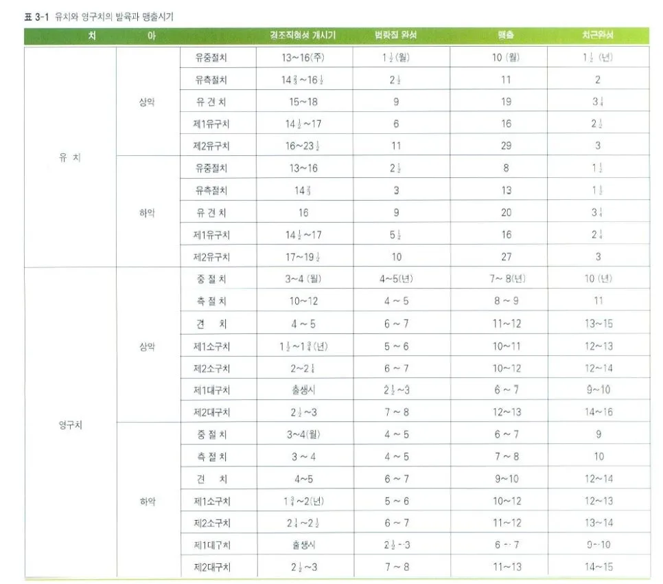 어린이 은니가 흔들릴 때, 발치 후 공간유지장치가 필요한 이유 관련 사진 1